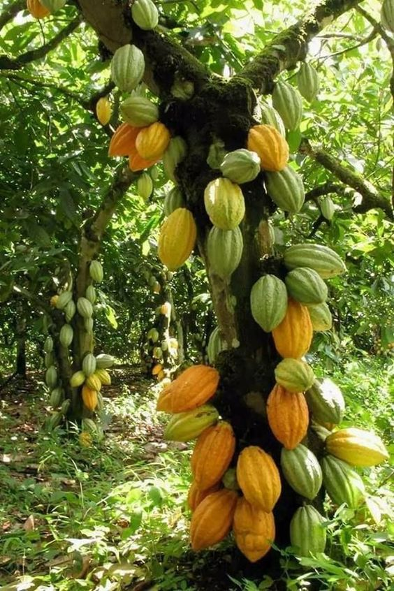 Cacao y Café
